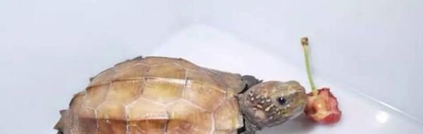 以锯缘龟为宠物的饲养指南(如何养护健康的锯缘龟——以喂食)