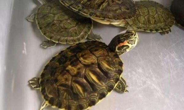 流星泽龟饲养方法大全(打造幸福宠物生活的技巧和要点)