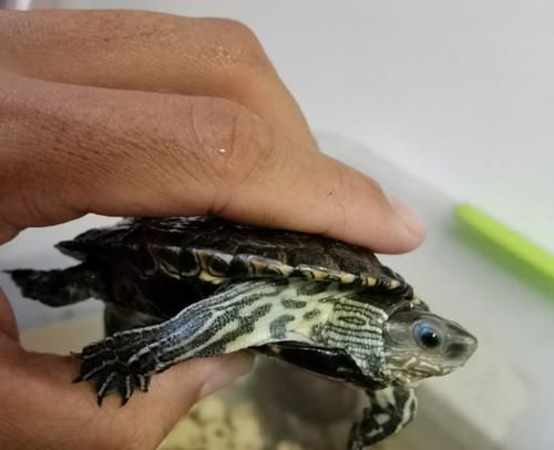 流星泽龟饲养方法大全(打造幸福宠物生活的技巧和要点)