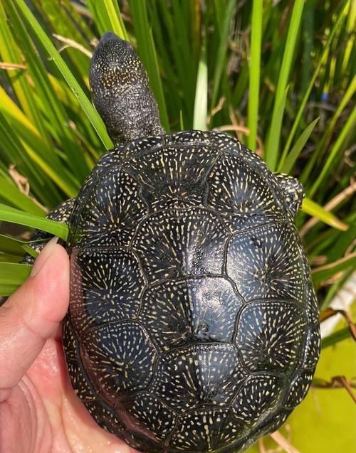 流星泽龟饲养方法大全(打造幸福宠物生活的技巧和要点)