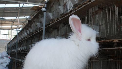 如何饲养健康的巨型安哥拉兔(宠物养殖的好选择)