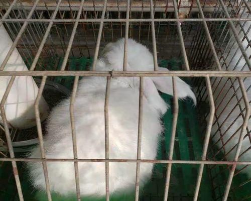 如何饲养健康的巨型安哥拉兔(宠物养殖的好选择)