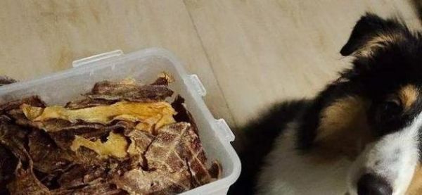 以喜乐蒂抽筋后怎么办——宠物抽筋的应急处理方法(让你的爱宠不再痛苦——宠物抽筋的预防与处理)