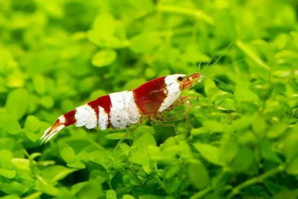 观赏虾缸造景开缸教程