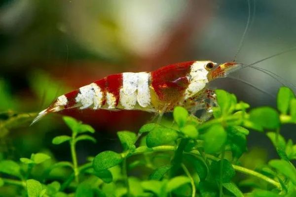 观赏虾缸造景开缸教程