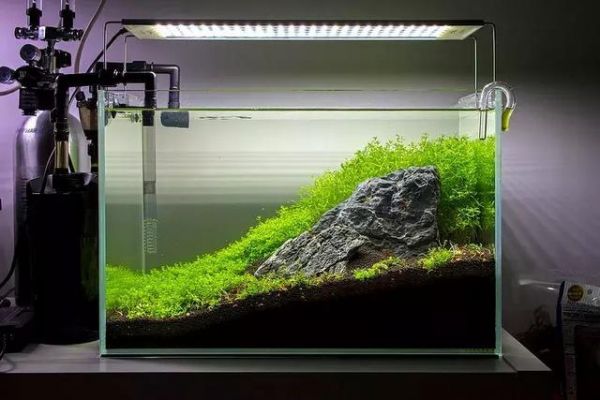 观赏虾缸造景开缸教程