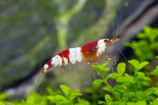 观赏虾缸造景开缸教程