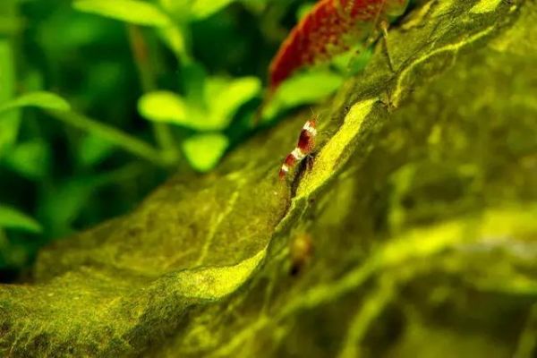 观赏虾缸造景开缸教程