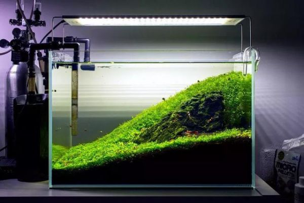 观赏虾缸造景开缸教程