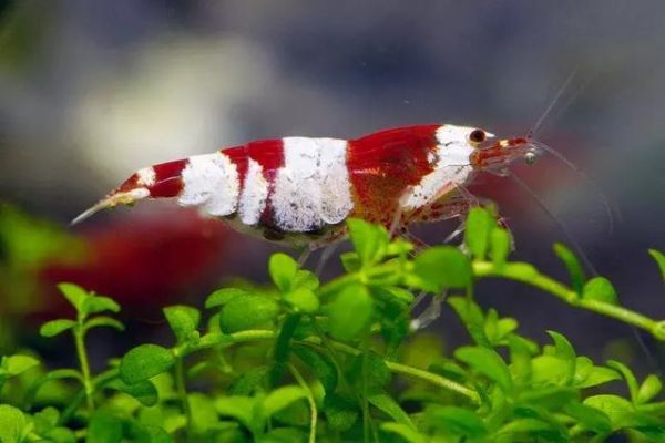 观赏虾缸造景开缸教程