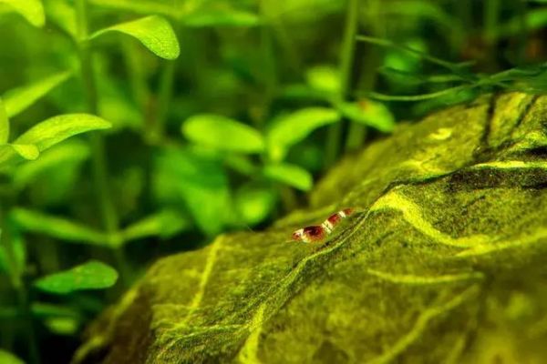 观赏虾缸造景开缸教程