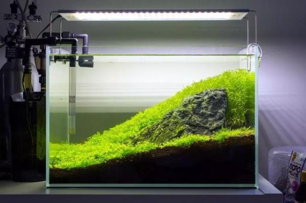 观赏虾缸造景开缸教程