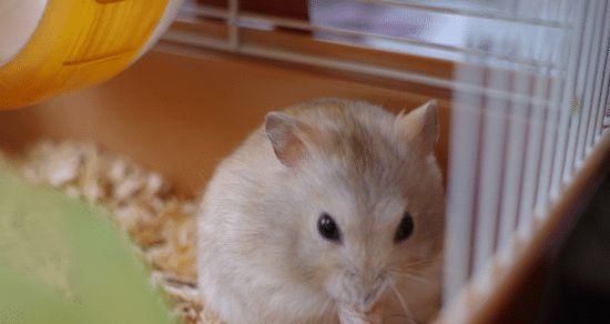 原仓鼠饲养指南（原仓鼠的喂食、住所、健康状况、日常护理等全面解析）