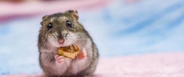 原仓鼠饲养指南（原仓鼠的喂食、住所、健康状况、日常护理等全面解析）