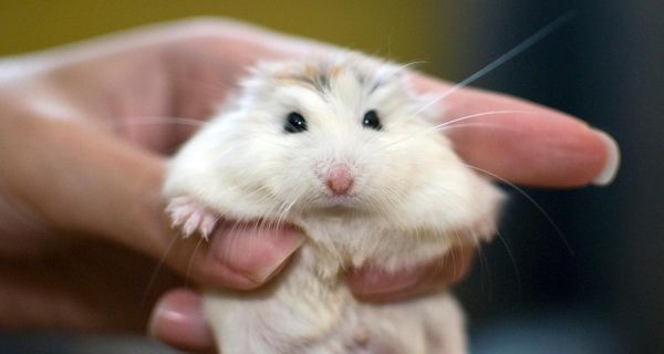 原仓鼠饲养指南（原仓鼠的喂食、住所、健康状况、日常护理等全面解析）