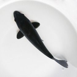 易萌 锦鲤鱼观赏鱼活体金鱼淡水鱼冷水鱼红白三色黄金锦鲤活体鱼苗 乌金 16-18CM 1条