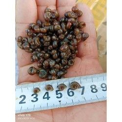 RED APPLE 红苹果 螺工具螺除藻螺宠物龟斑马狗头的天然活体饵料水族宠物食品