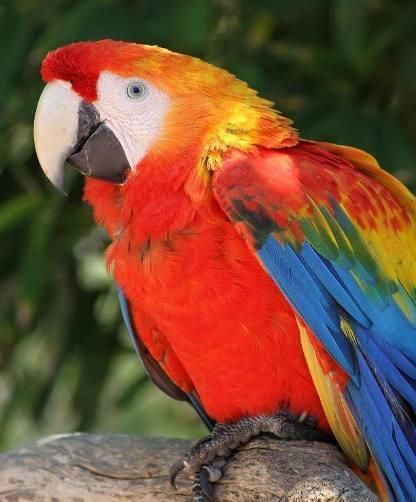 刚买的鹦鹉, 怎么才能让它说话?