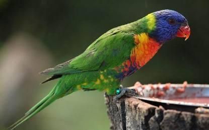 刚买的鹦鹉, 怎么才能让它说话?