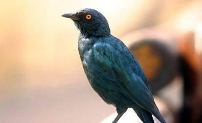 刚买的鹦鹉, 怎么才能让它说话?