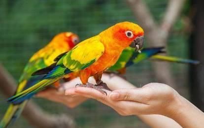 刚买的鹦鹉, 怎么才能让它说话?