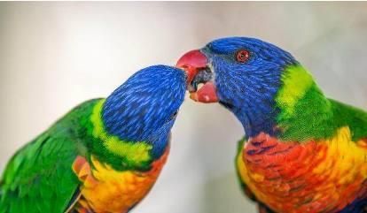 刚买的鹦鹉, 怎么才能让它说话?