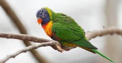 刚买的鹦鹉, 怎么才能让它说话?