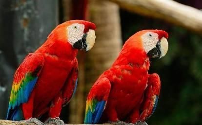 刚买的鹦鹉, 怎么才能让它说话?