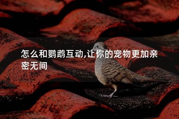 怎么和鹦鹉互动,让你的宠物更加亲密无间