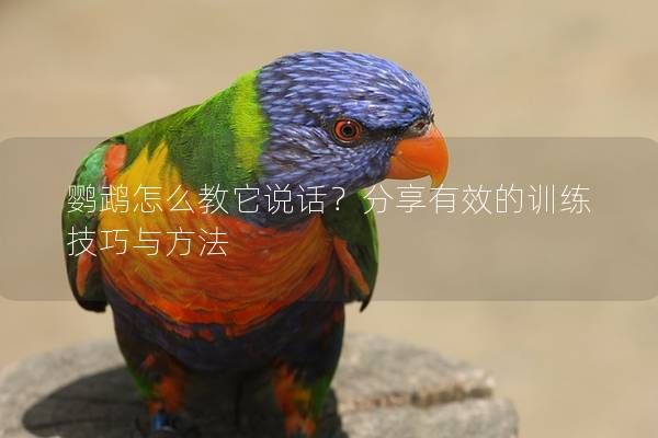 鹦鹉怎么教它说话？分享有效的训练技巧与方法