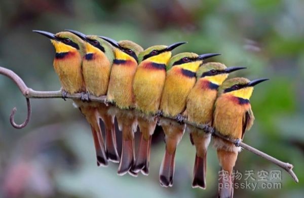 鸟儿们聚在一起互相取暖的照片 真的很萌很可爱