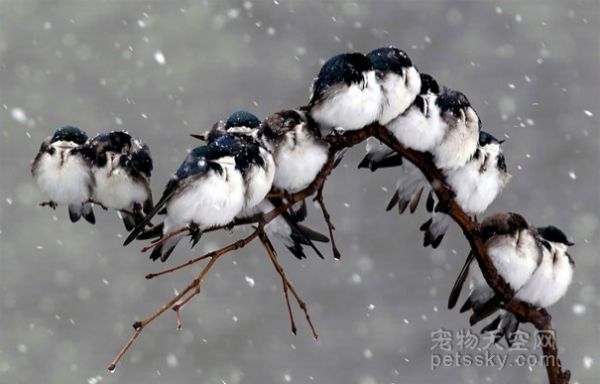 鸟儿们聚在一起互相取暖的照片 真的很萌很可爱