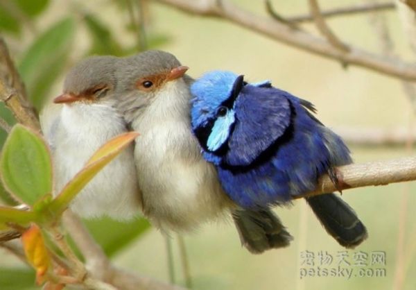 鸟儿们聚在一起互相取暖的照片 真的很萌很可爱