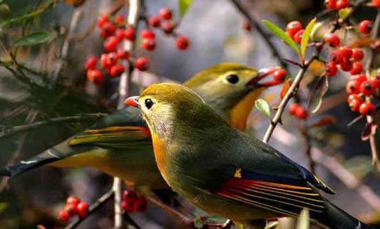 相思鸟如何区分雌雄