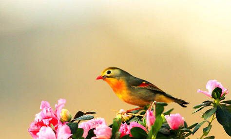 相思鸟如何区分雌雄