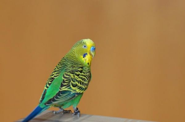 虎皮鹦鹉眼睛一圈发黄(虎皮鹦鹉眼睛长一圈黄黄的)