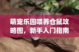 萌宠乐园喂养仓鼠攻略图，新手入门指南