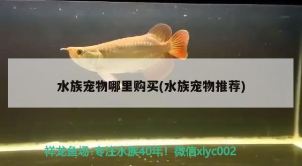 水族宠物哪里购买(水族宠物推荐)
