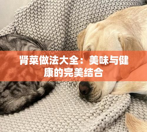 肾菜做法大全：美味与健康的完美结合