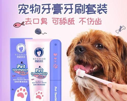 老年宠物肾结石应对全攻略