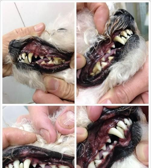 老年宠物肾结石应对全攻略