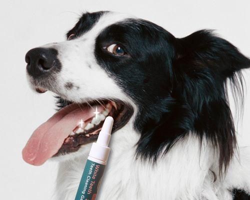 老年宠物肾结石应对全攻略