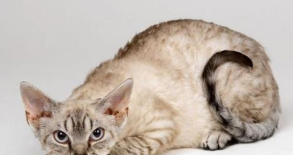 宠物肾衰竭,怎么办(以猫为例)