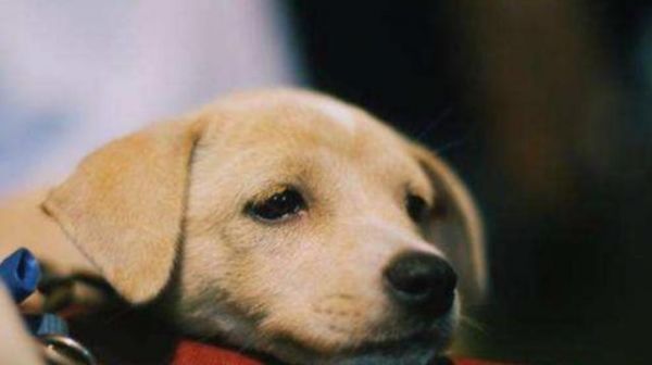 狗肾衰竭的预防和治疗（宠物主人必读）