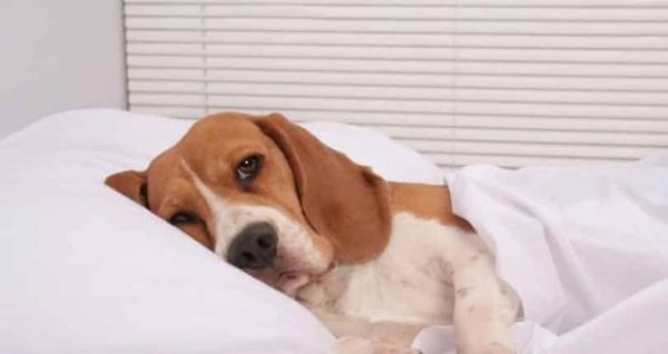 狗肾衰竭的预防和治疗（宠物主人必读）