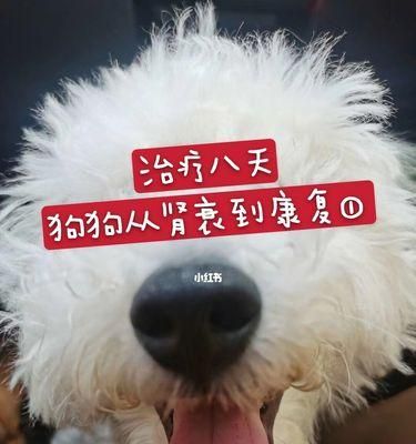 狗肾衰竭的预防和治疗（宠物主人必读）