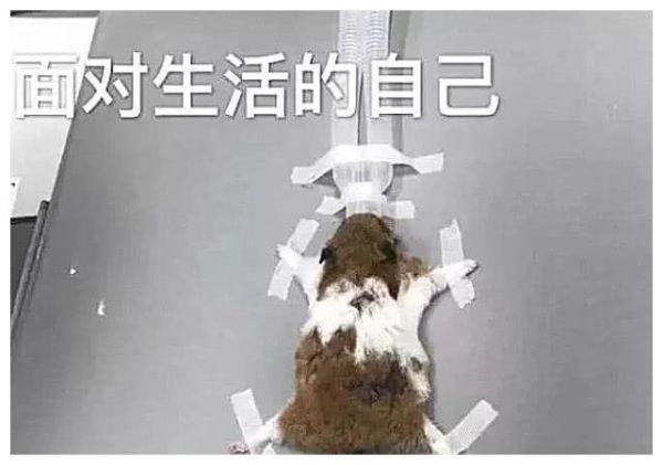 带仓鼠去看病，兽医要求做CT检查，走近诊断室主人吓蒙圈了！