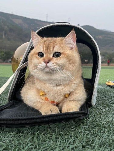 这下养猫咪再也不用花冤枉钱了❗️