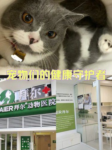 小猫咪绝育记 | 喵生大事完成～