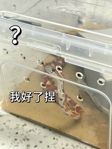 毛孩子医院天花板！